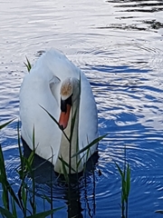Cygnus olor