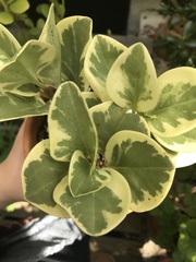 Peperomia