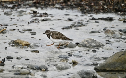 Ruddy Turnstone
