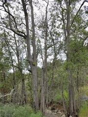 Lyonothamnus floribundus floribundus