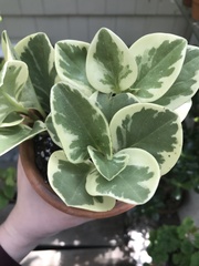 Peperomia