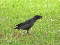 Acridotheres cristatellus