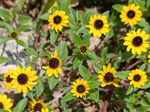 Sanvitalia procumbens, photograph 1