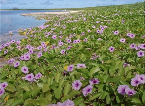 Ipomoea pes-caprae observed 2008-11-03