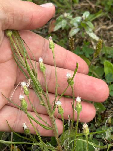 Erigeron lonchophyllus, 2026-08-30