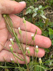 Erigeron lonchophyllus