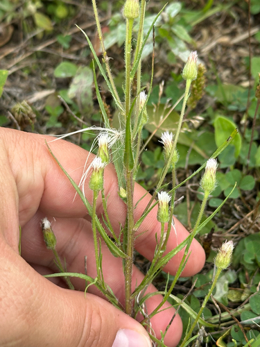 Erigeron lonchophyllus, photograph 2