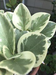 Peperomia