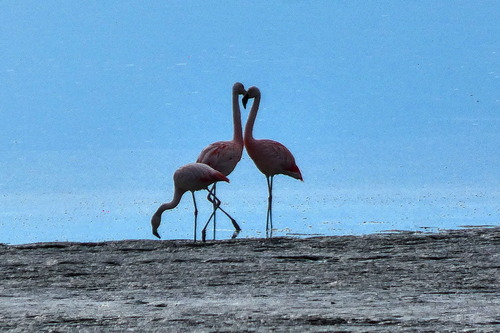 Flamant du Chili