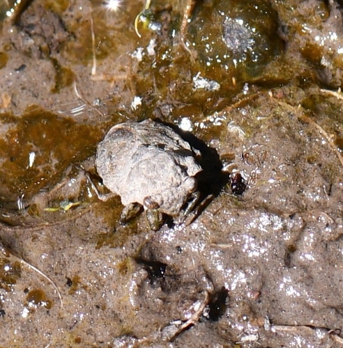 Big-eyed Toad Bug