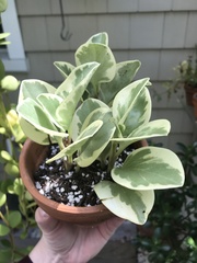 Peperomia