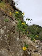 Dendromecon harfordii