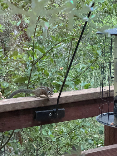 Merriam's Chipmunk observed by zoeg