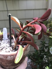 Peperomia graveolens