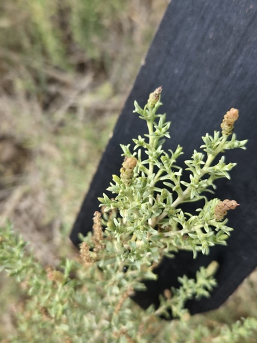 Sarcobatus vermiculatus, photograph 3