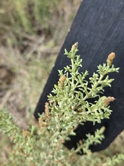 Sarcobatus vermiculatus, photograph (c) Jo Roberts, some rights reserved (CC BY)