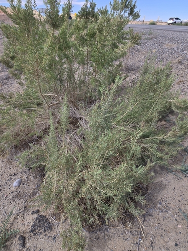 Sarcobatus vermiculatus, photograph 4