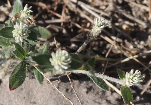 Gomphrena celosioides image