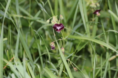 Geranium phaeum phaeum