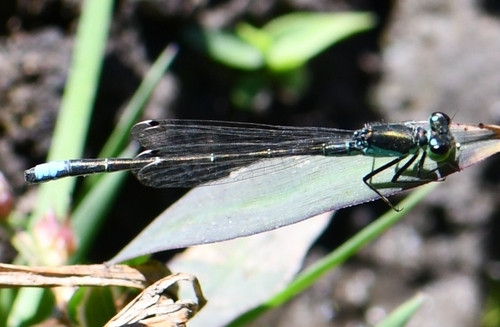 Black-fronted Forktail