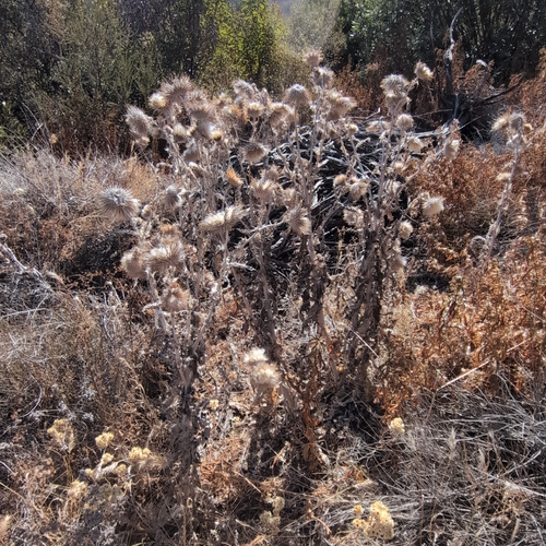 Cirsium occidentale, photograph 4