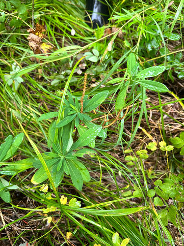 Daphne pseudomezereum observed 2026-08-22