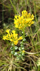 Sebaea sedoides