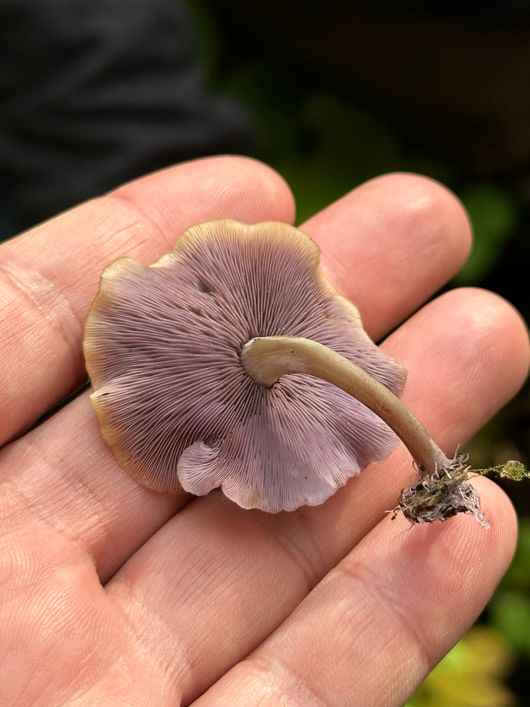 Lavender Baeospora · August 2026 · photo: Photo: no rights reserved · iNaturalist