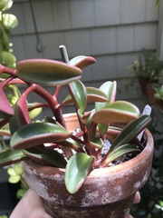 Peperomia graveolens
