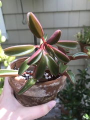 Peperomia graveolens