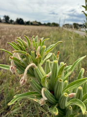 Oenothera villosa, photograph (c) Jared Lincenberg, some rights reserved (CC BY)