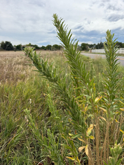 Oenothera villosa, photograph (c) Jared Lincenberg, some rights reserved (CC BY)
