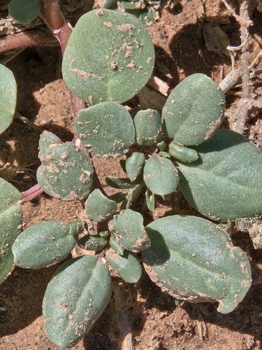 Trianthema portulacastrum, photograph 3