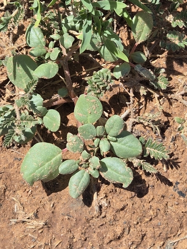 Trianthema portulacastrum, photograph 4