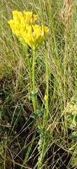 Sebaea sedoides