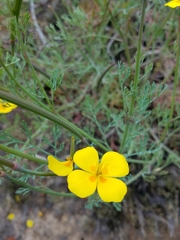 Eschscholzia ramosa
