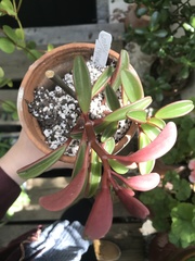 Peperomia graveolens