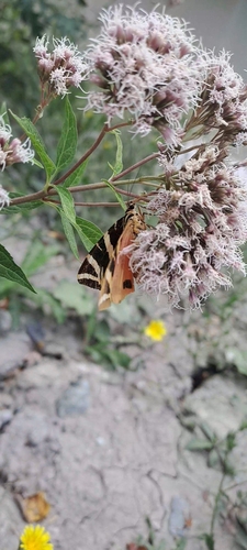 Jersey Tiger