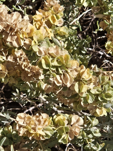 Fourwing Saltbush