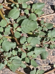Trianthema portulacastrum