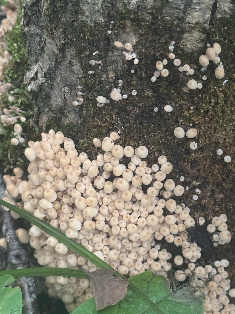 Trooping Crumble Cap · August 2026 · photo: Photo: no rights reserved · iNaturalist