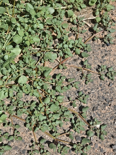 Trianthema portulacastrum, photograph 2