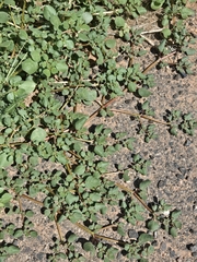 (c) Jo Roberts, some rights reserved (CC BY) Trianthema portulacastrum, photograph (c) Jo Roberts, some rights reserved (CC BY)