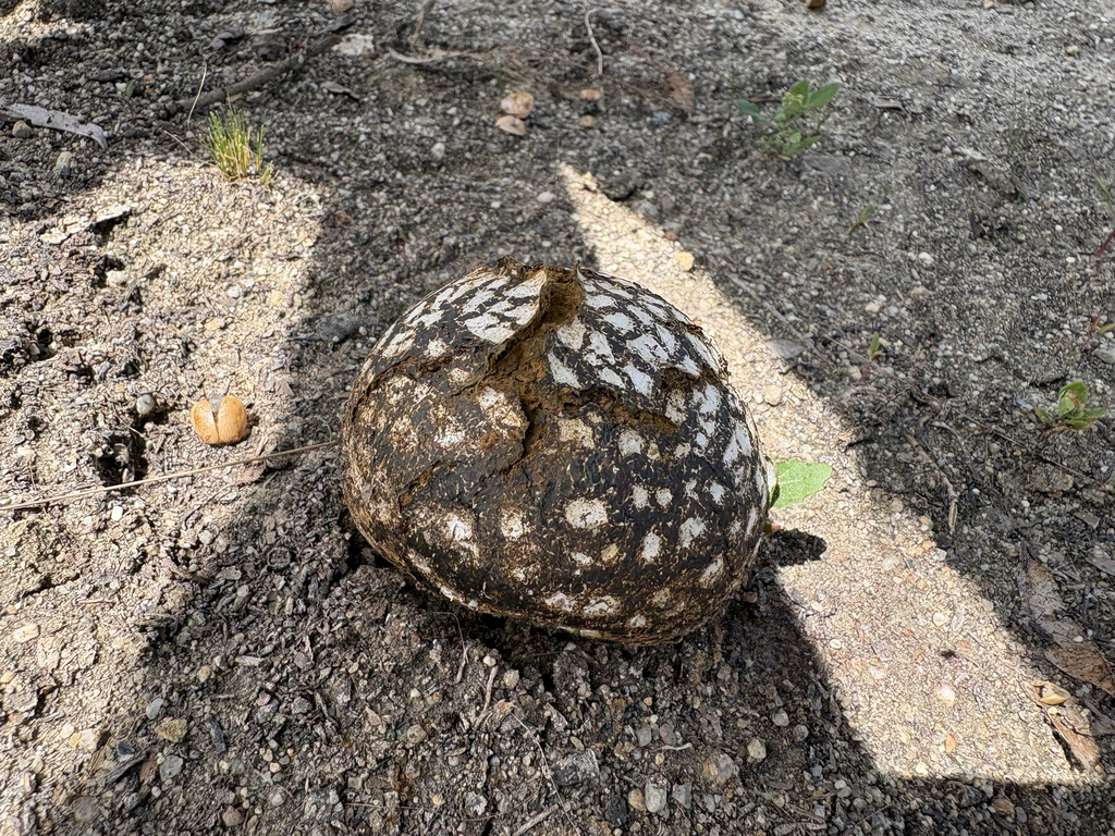 Western Giant Puffball · August 2026 · photo: Photo: (c) Gavin Skeen, some rights reserved (CC BY) · iNaturalist