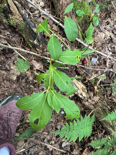 northern wild raisin