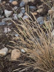 Koeleria macrantha, photograph (c) Daniel Cahen, some rights reserved (CC BY)