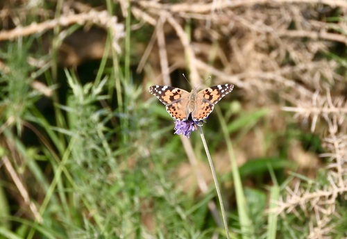 Painted Lady
