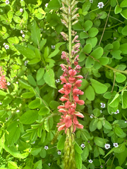 Indigofera hirsuta, photograph (c) Ashwin Srinivasan, some rights reserved (CC BY)