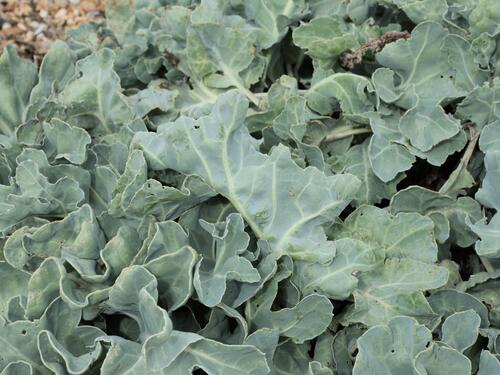 Crambe maritima, photograph 6