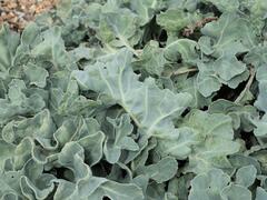 Crambe maritima, photograph (c) Daniel Cahen, some rights reserved (CC BY)